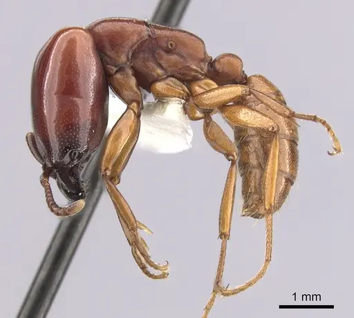 Dorylus affinis - CASENT0249445