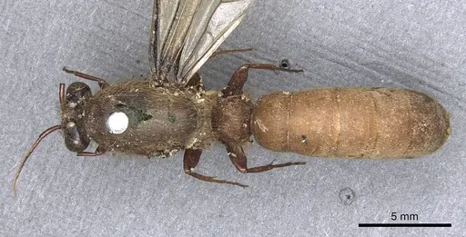 Dorylus affinis - CASENT0901948