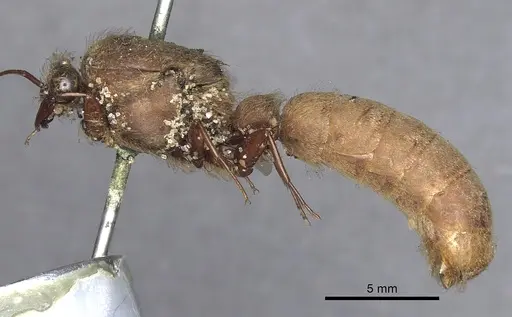 Dorylus affinis - CASENT0901948