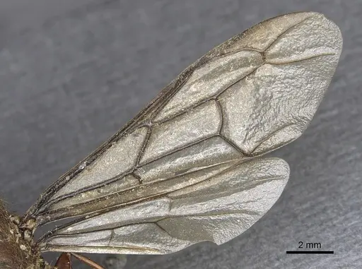 Dorylus affinis - CASENT0901948