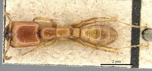 Dorylus affinis - CASENT0903696