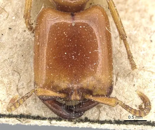 Dorylus affinis - CASENT0903696