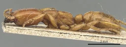 Dorylus affinis - CASENT0903696