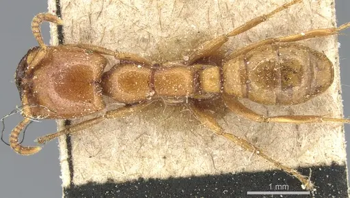 Dorylus affinis - CASENT0903697