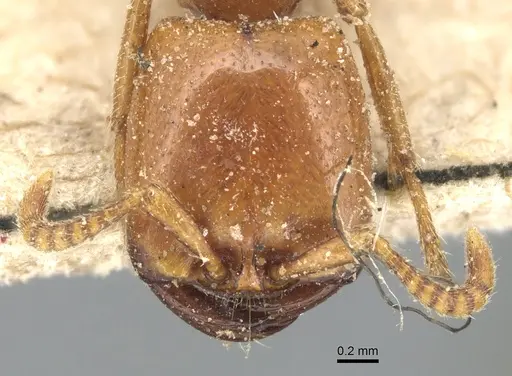 Dorylus affinis - CASENT0903697