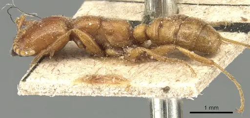 Dorylus affinis - CASENT0903697