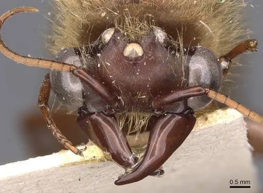 Dorylus affinis - CASENT0905916