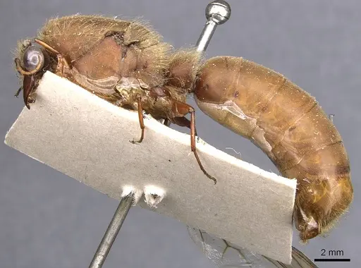 Dorylus affinis - CASENT0905916