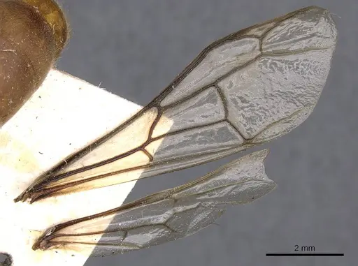 Dorylus affinis - CASENT0905916