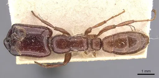 Dorylus affinis - CASENT0905921