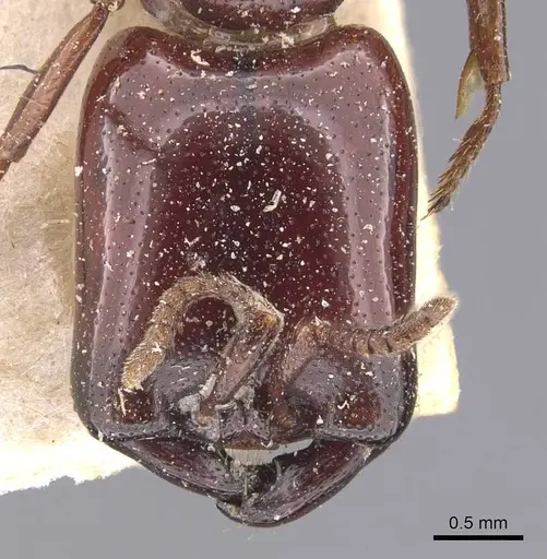 Dorylus affinis - CASENT0905921