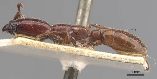 Dorylus affinis - CASENT0905921