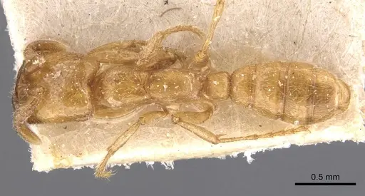 Dorylus affinis - CASENT0905922