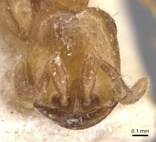 Dorylus affinis - CASENT0905922