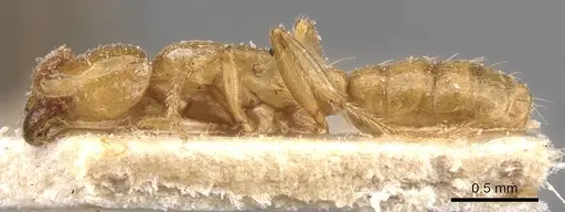 Dorylus affinis - CASENT0905922