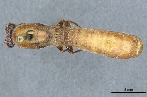 Dorylus affinis - CASENT0911323