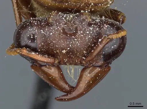 Dorylus affinis - CASENT0911323