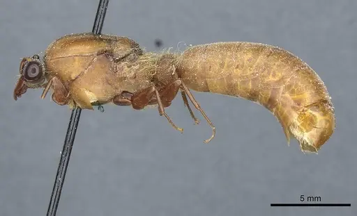 Dorylus affinis - CASENT0911323