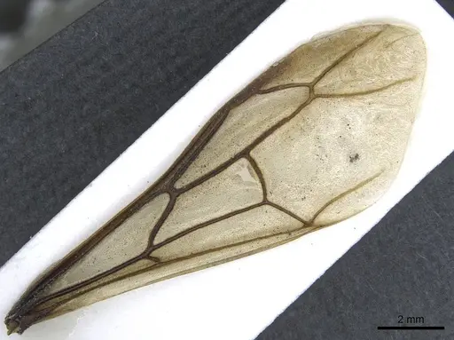 Dorylus affinis - CASENT0911323