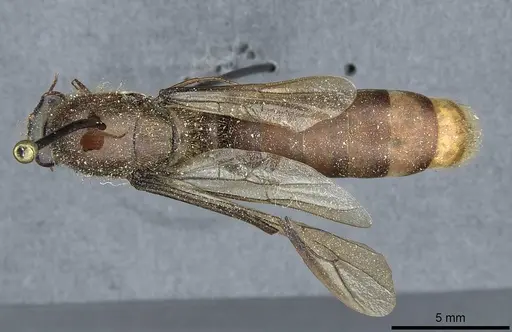 Dorylus affinis - CASENT0911324