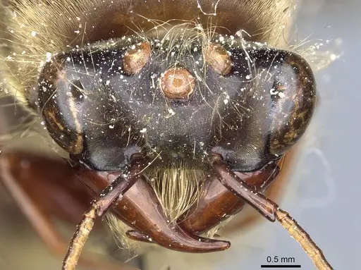 Dorylus affinis - CASENT0911324