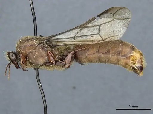 Dorylus affinis - CASENT0911324