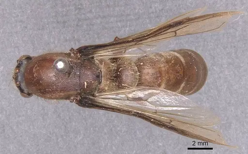 Dorylus affinis - CASENT0911325