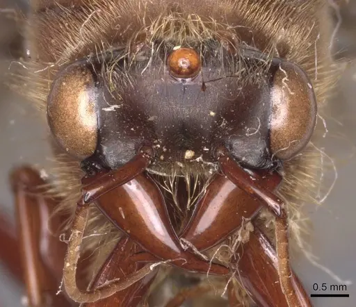 Dorylus affinis - CASENT0911325