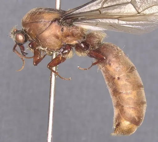 Dorylus affinis - CASENT0911325