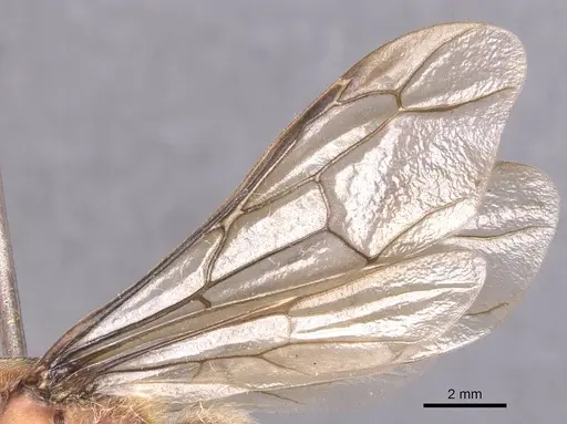 Dorylus affinis - CASENT0911325