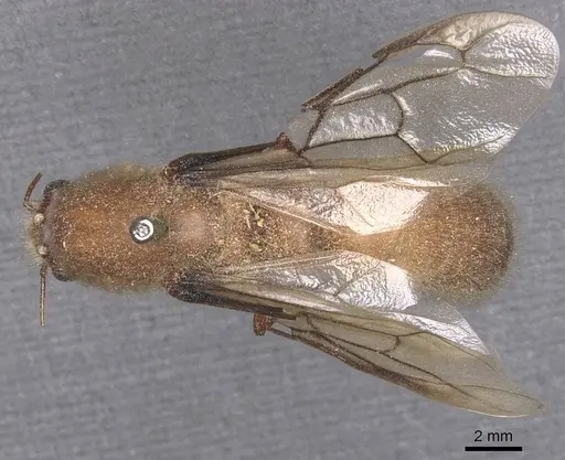 Dorylus affinis - CASENT0911326