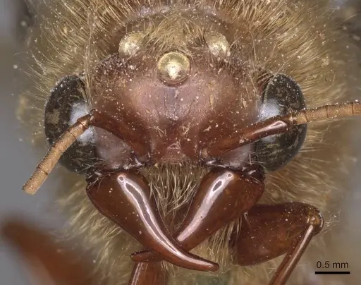 Dorylus affinis - CASENT0911326