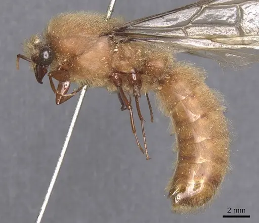 Dorylus affinis - CASENT0911326