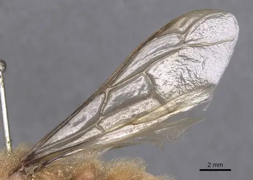 Dorylus affinis - CASENT0911326