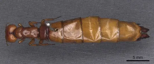 Dorylus affinis - CASENT0911328