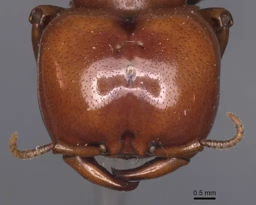 Dorylus affinis - CASENT0911328