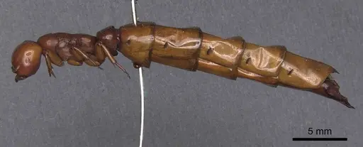 Dorylus affinis - CASENT0911328