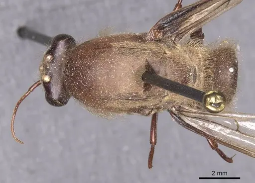 Dorylus affinis - CASENT0911333