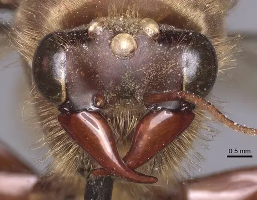 Dorylus affinis - CASENT0911333