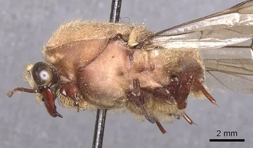 Dorylus affinis - CASENT0911333