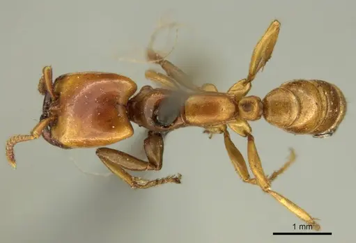 Dorylus affinis - CASENT0915640