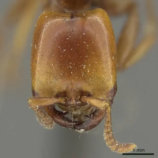 Dorylus affinis - CASENT0915640