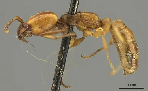 Dorylus affinis - CASENT0915640