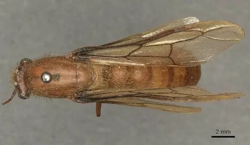 Dorylus affinis - CASENT0915641