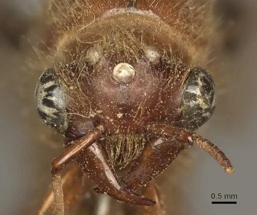 Dorylus affinis - CASENT0915641