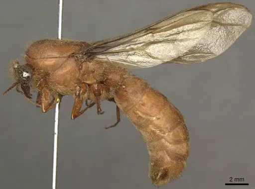 Dorylus affinis - CASENT0915641