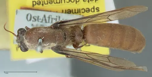 Dorylus affinis - FOCOL1093