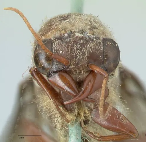 Dorylus affinis - FOCOL1093