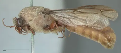 Dorylus affinis - FOCOL1093