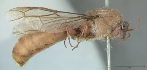 Dorylus affinis - FOCOL1093